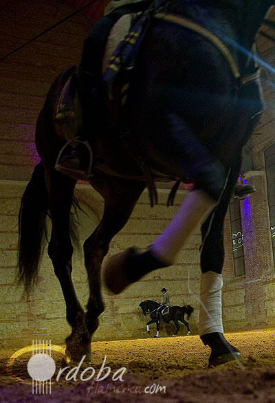 pasin_y_duende_del_caballo_andaluz_3_20120316_1653448815