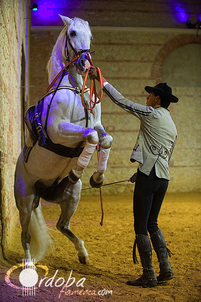 pasin_y_duende_del_caballo_andaluz_9_20120316_1152882432