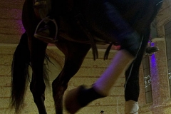 pasin_y_duende_del_caballo_andaluz_3_20120316_1653448815