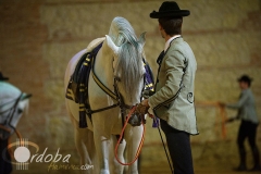 pasin_y_duende_del_caballo_andaluz_6_20120316_1100384514