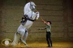 pasin_y_duende_del_caballo_andaluz_7_20120316_1431703922