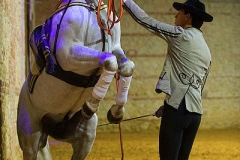 pasin_y_duende_del_caballo_andaluz_9_20120316_1152882432